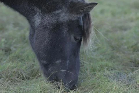 Black Horse Stock Photos