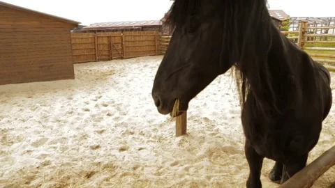 Black horse on the ranch Stock Footage 76863567