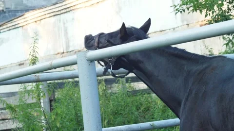 A black horse scratches its muzzle on the ground and yawns in a paddock. A .. Video stock 341991184