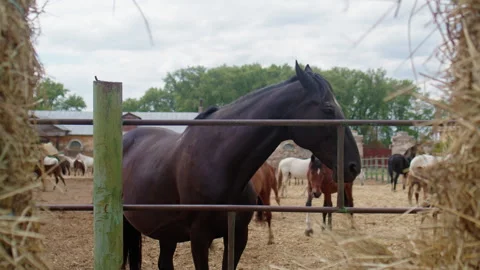 Black horse is scratching its head on a metal fence post in a ranch Video stock 292487977