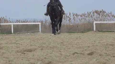 Black horse slow motion Stock Footage 61467802