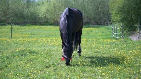 Black horse is standing on a paddock and is eating Stock Footage 130116361