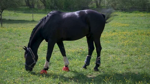 Black horse is standing on a paddock and is eating Stock Footage 130116987