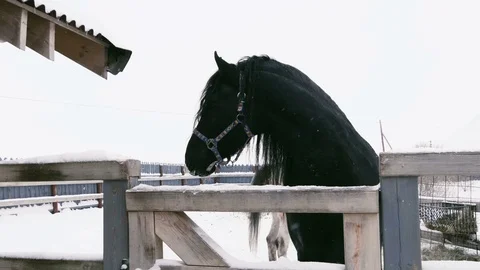 Black horse stands in the paddock Stock Footage 76979886