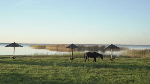 A black horse on a tether grazes on the grass at sunset near Lake Svityaz in Stock Footage 235455156