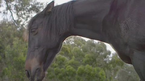 Black horse turning head Stock Footage 74100119