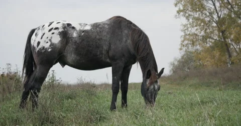 Black Horse Walking To Camera 4k Stock Footage 61953597