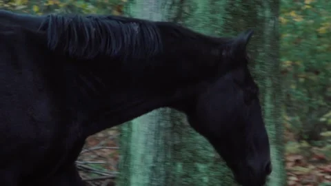 Black Horse Walking Through Forest Vídeos de archivo 327464083