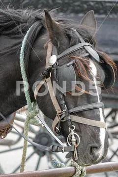 Photograph: Black Horse Wearing Blinkers AKA Blinders in a Vertical