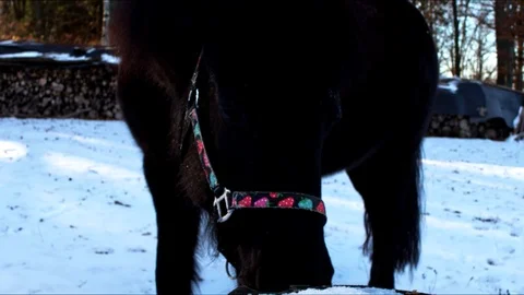 Black horse in the winter Stock Footage 101485850