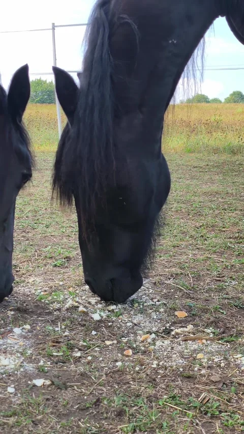Black horses eating corn and bread on farm pasture Stock Footage 344798882