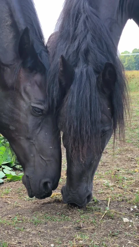 Black horses eating corn and bread on farm pasture Stock Footage 344798954