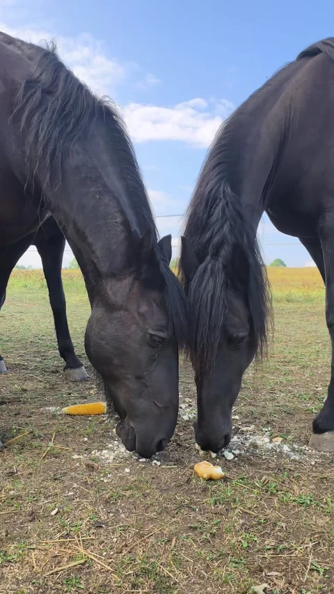 Black horses eating corn and bread on farm pasture Stock Footage 344798960