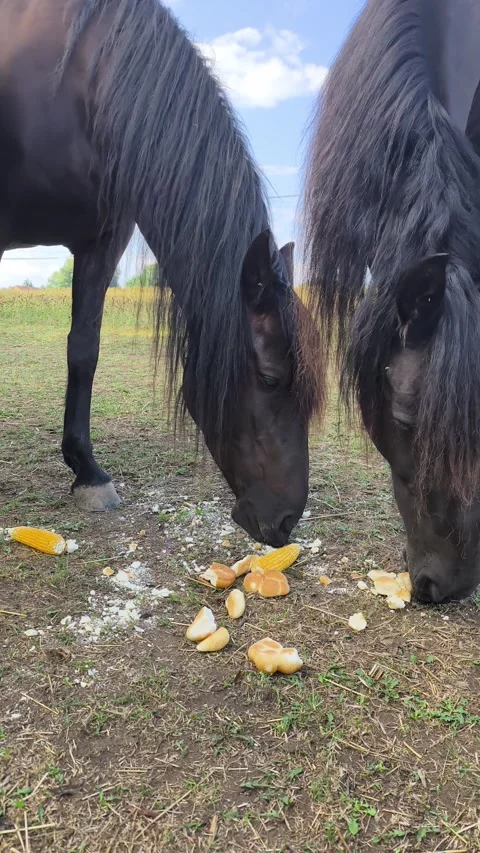 Black horses eating corn and bread on farm pasture Stock Footage 344799072