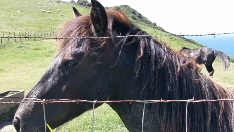 Black horses eating grass in the meadow Video stock 130777953