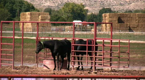 Black Horses Stock Footage 75201