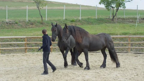 Black horses in training Stock-Footage 86767556