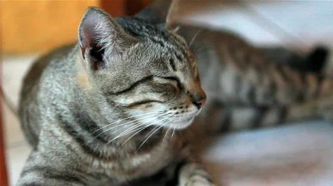 Black house cat Stock Footage 714608