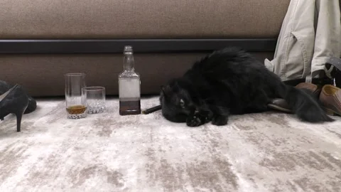 Black house cat. Stock Footage 151604784