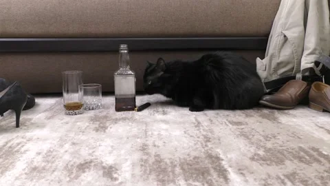 Black house cat. Stock Footage 151604825