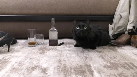 Black house cat. Video stock 151604874