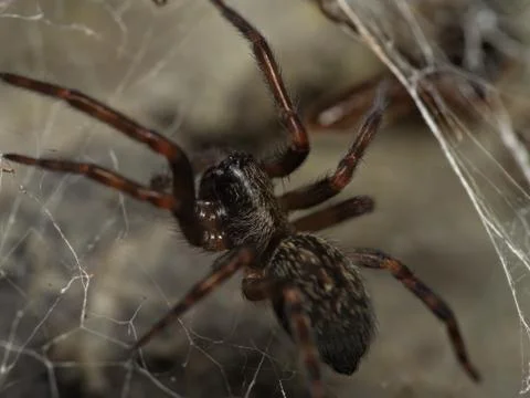 Black house spider on web Stock Photos