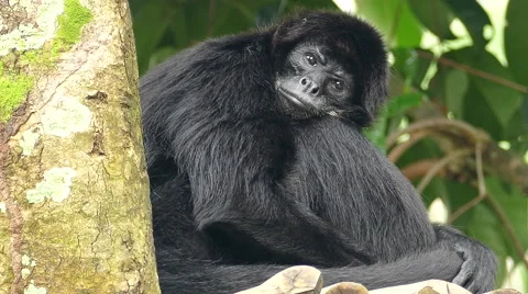 Black Howler feeling bored Video stock 57661289