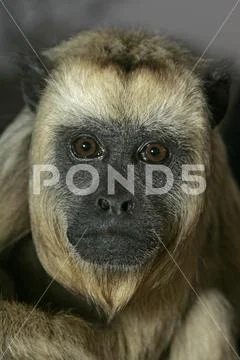 Black-howler monkey, Alouatta caraya Stock Photos