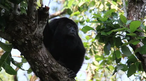 Black Howler Monkey in Belize Stock Footage 42356959