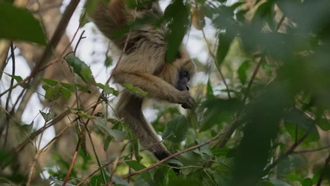 Black Howler Monkey Feeding in Dense Green Foliage Stock Footage 338035466