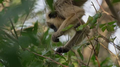 Black Howler Monkey Female Foraging Among Leaves in Argentina Forest Stock Footage 340856249