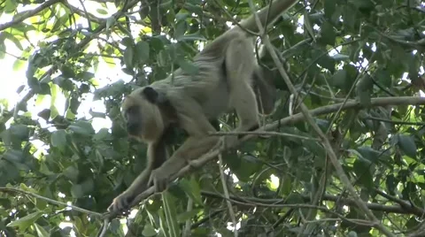 Black Howler Monkey female move in tree in Pantanal in Brazil 1 Stock Footage 53583008
