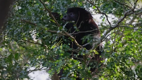 Black Howler Monkey Foraging Among Lush Greenery in Forest Canopy Stock Footage 337559977