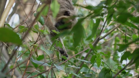 Black Howler Monkey Foraging Among Dense Green Foliage in Argentina Stock Footage 340860686