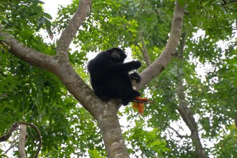 Black Howler Monkey with fruit under tree canopy 写真素材
