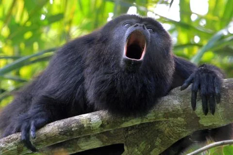 Black howler monkey howling Stock Photos