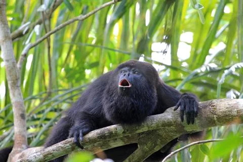 Black howler monkey howling Foto stock