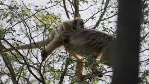 Black Howler Monkey with Infant Resting in Tree Canopy Stock Footage 337198632
