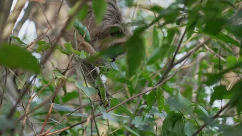 Black Howler Monkey Juvenile Feeding Among Dense Green Foliage Stock Footage 341406547