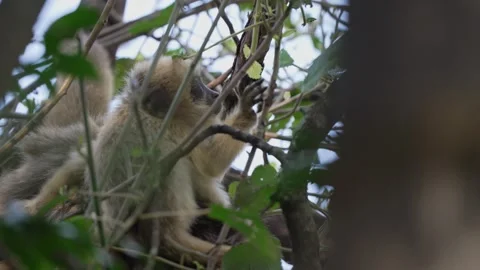 Black Howler Monkey Juvenile Resting in Dense Foliage in Argentina Forest Stock Footage 340229883