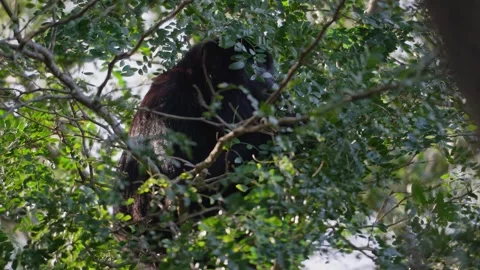 Black Howler Monkey Male Resting in Dense Green Tree Canopy Stock Footage 340225660