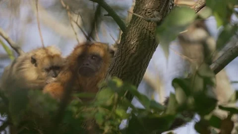 Black Howler Monkey Mother and Juvenile Resting in Tree Canopy Stock Footage 340863997