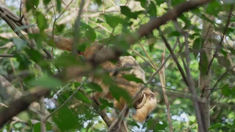 Black Howler Monkey Mother Carrying Infant Hidden in Forest Canopy Stock Footage 342000595
