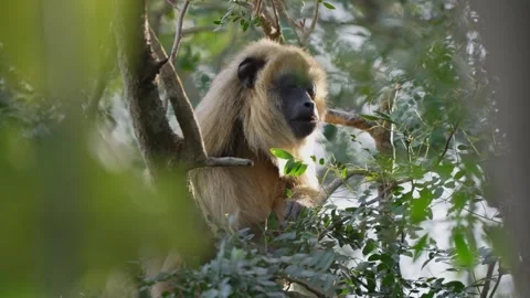 Black Howler Monkey Observing from Tree Canopy 스톡 동영상 337198639