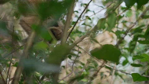 Black Howler Monkey Partly Hidden Among Dense Green Foliage Stock Footage 341458722