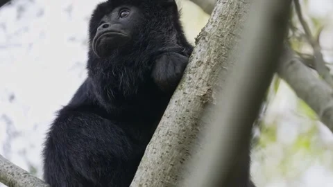 Black Howler Monkey Perched on Tree Branch in Natural Habitat Stock Footage 336842784
