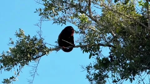 Black Howler Monkey Perched on Tree Branch Against Blue Sky Stock Footage 337703173