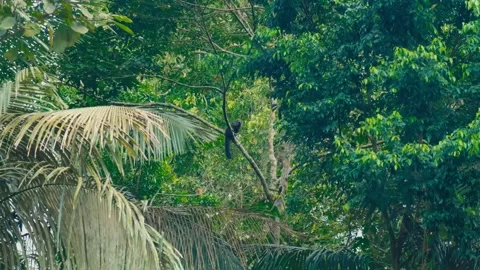 A black howler monkey perches on a tree branch in the lush Amazon rainforest of Stock Footage 345157714