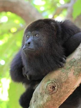 Black Howler Monkey Stock Photos