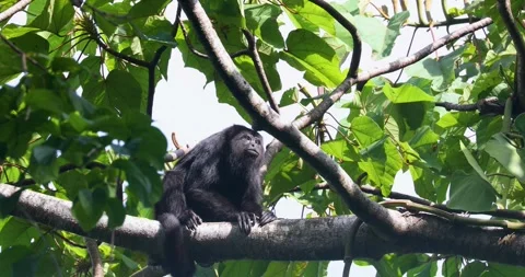 Black Howler Monkey in rainforest of Belize Video stock 331574010